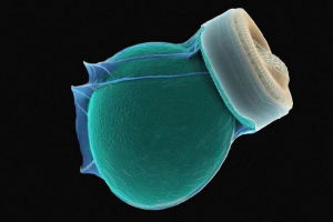 Квітковий світ океанів Квітковий світ океанів